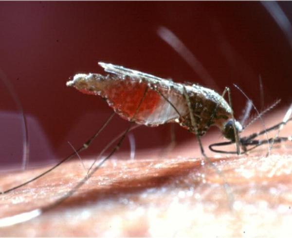 Anopheles darlingi mosquito, malaria vector
