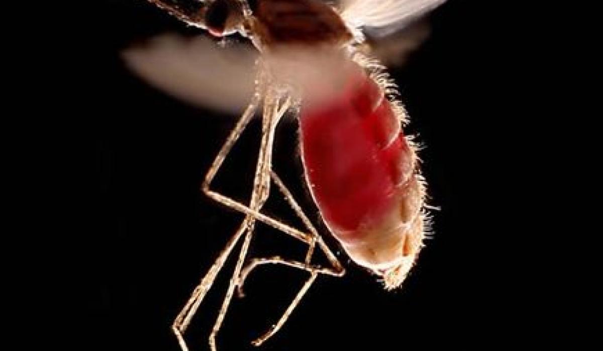 Anopheles latens mosquito, malaria vector