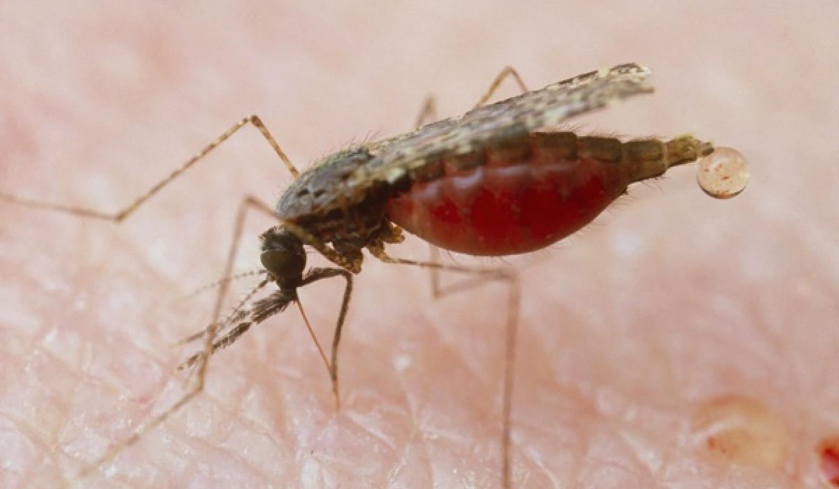  Anopeheles balabacenesis mosquito, malaria vector