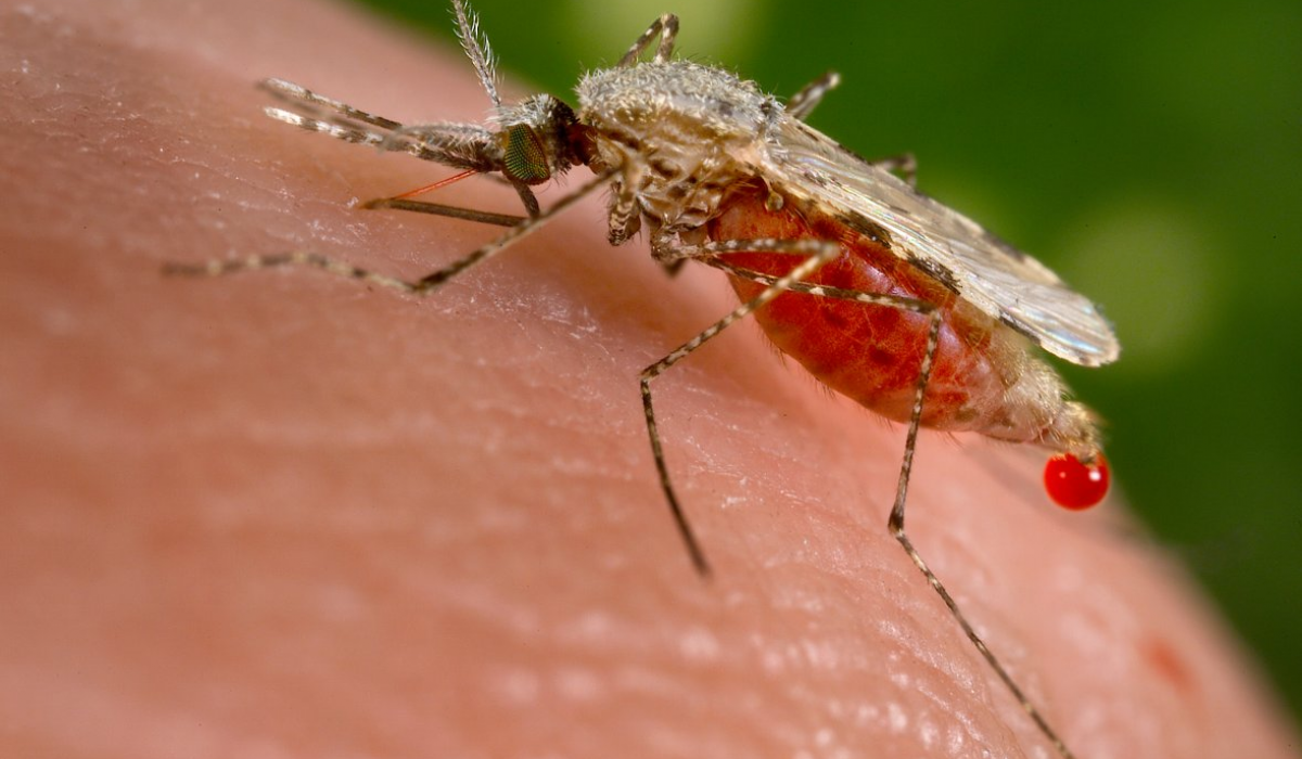 Anopheles stephensi mosquito, malaria vector