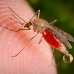 Anopheles freeborni mosquito, malaria vector