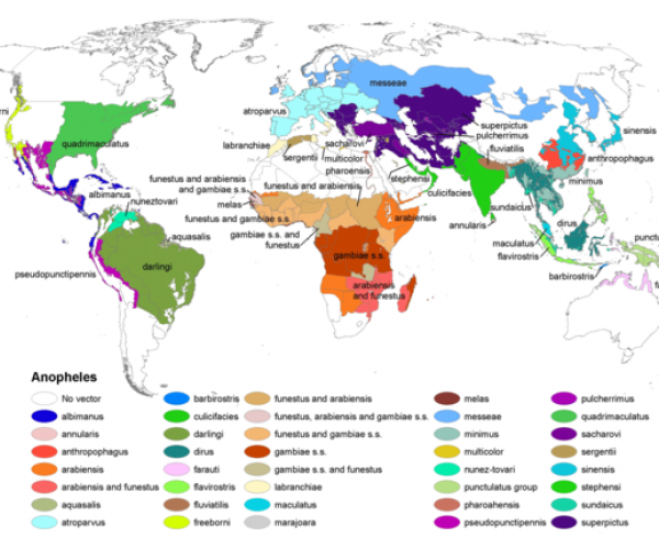 Who is at risk of Malaria, where in the world is malaria, annual malaria deaths worldwide, who dies from malaria, impact of malaria in Africa, 