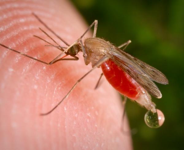 Anopheles freeborni mosquito, malaria vector