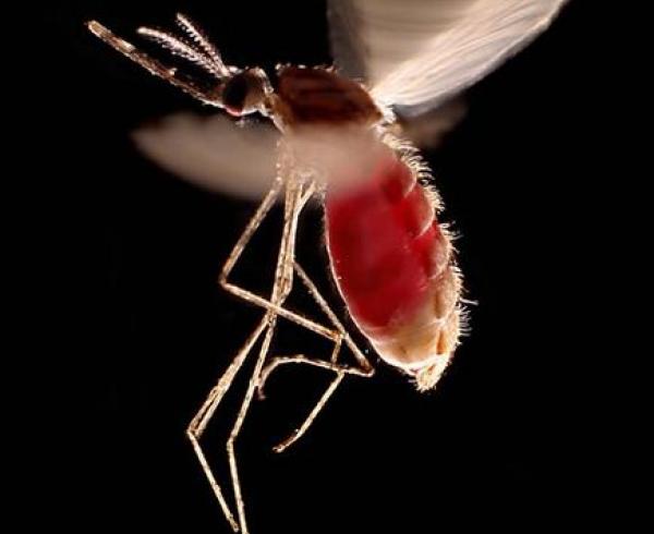 Anopheles latens mosquito, malaria vector