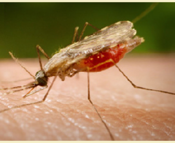 Anopheles atroparvus mosquito, malaria vector