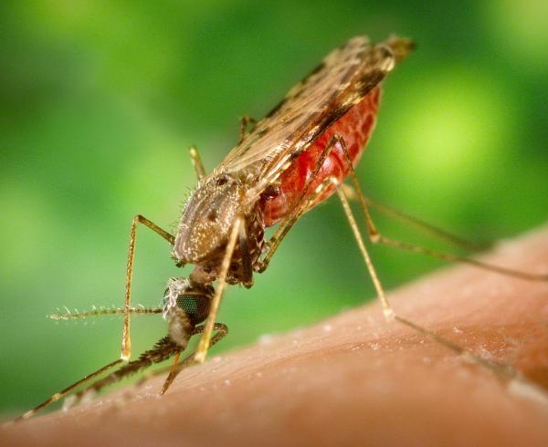 Anopheles albimanus mosquito, malaria vector 