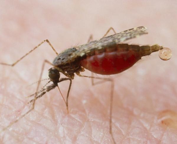  Anopeheles balabacenesis mosquito, malaria vector