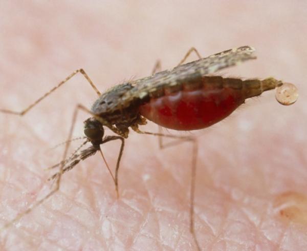  Anopeheles balabacenesis mosquito, malaria vector