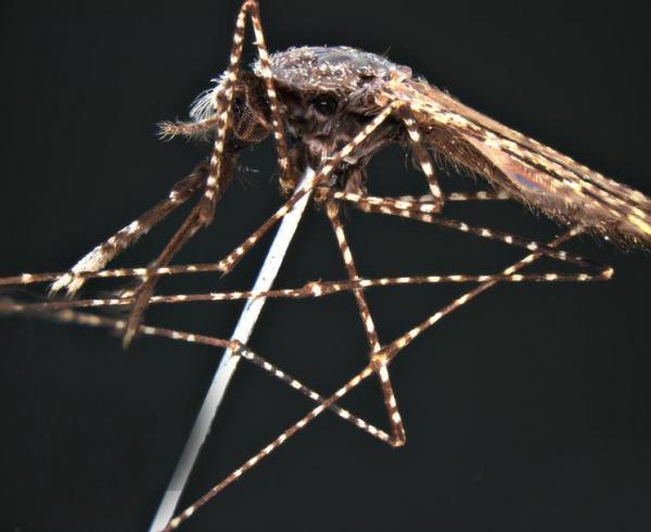 Anopheles faruti mosquito, malaria vector