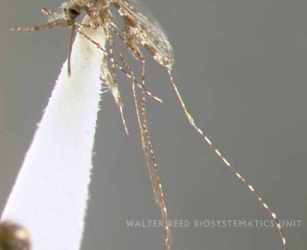 Anopheles punctimacula mosquito, malaria vector