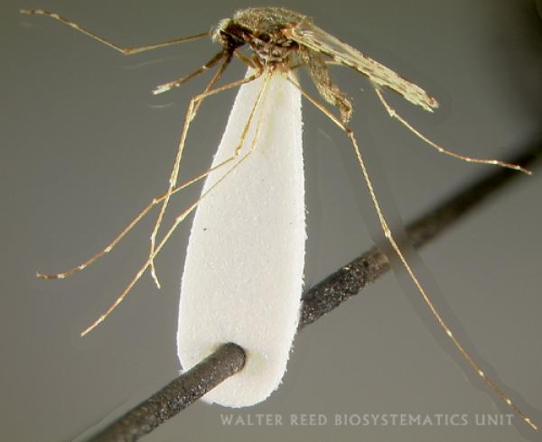 Anopheles subpictus mosquito, malaria vector