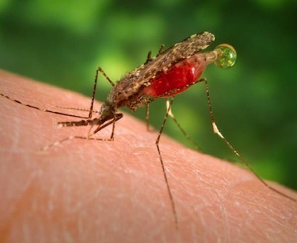 Anopheles dirus mosquito, malaria vector