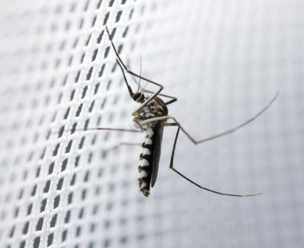 How to reduce malaria transmission