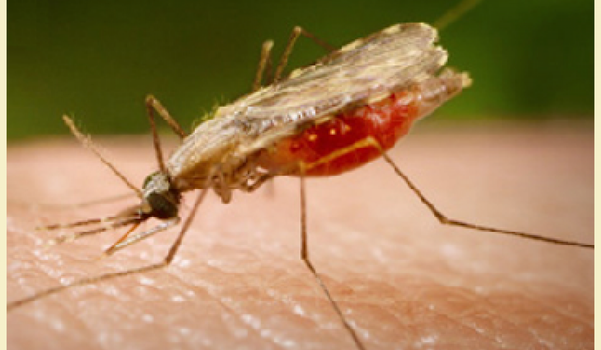 Anopheles atroparvus mosquito, malaria vector