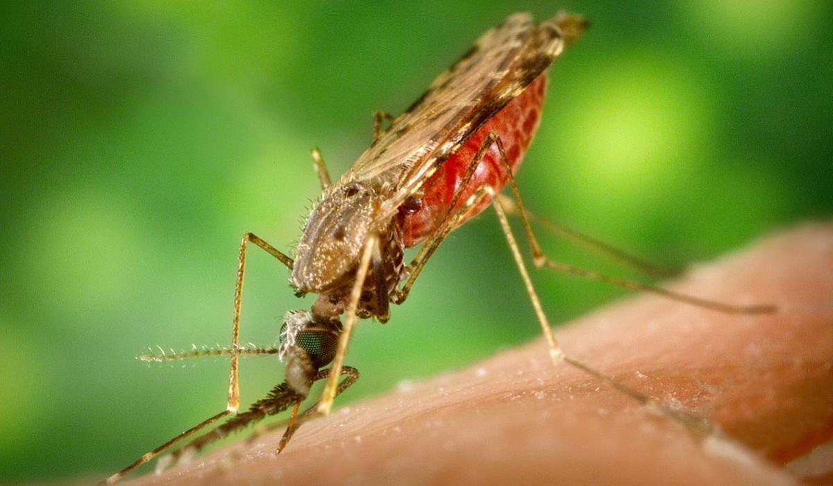 Anopheles albimanus mosquito, malaria vector 