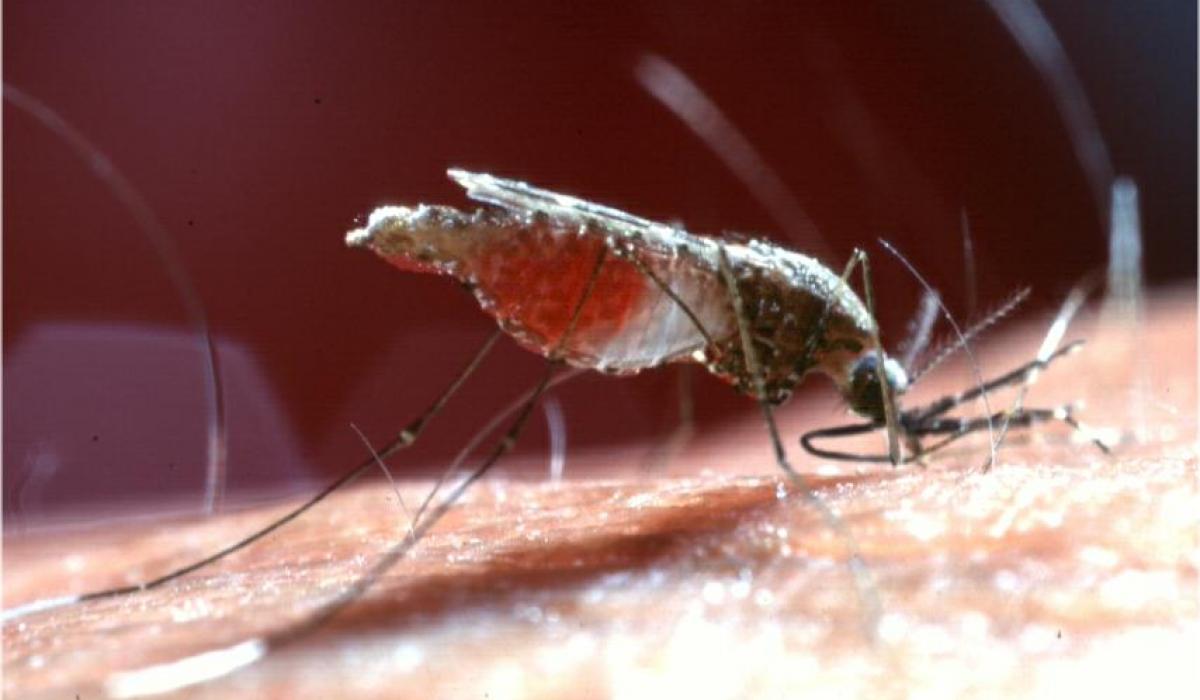 Anopheles darlingi mosquito, malaria vector