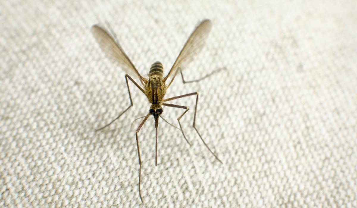 Malaria parasite requires specific human and mosquito tissues Malaria parasite requires specific human and mosquito tissues