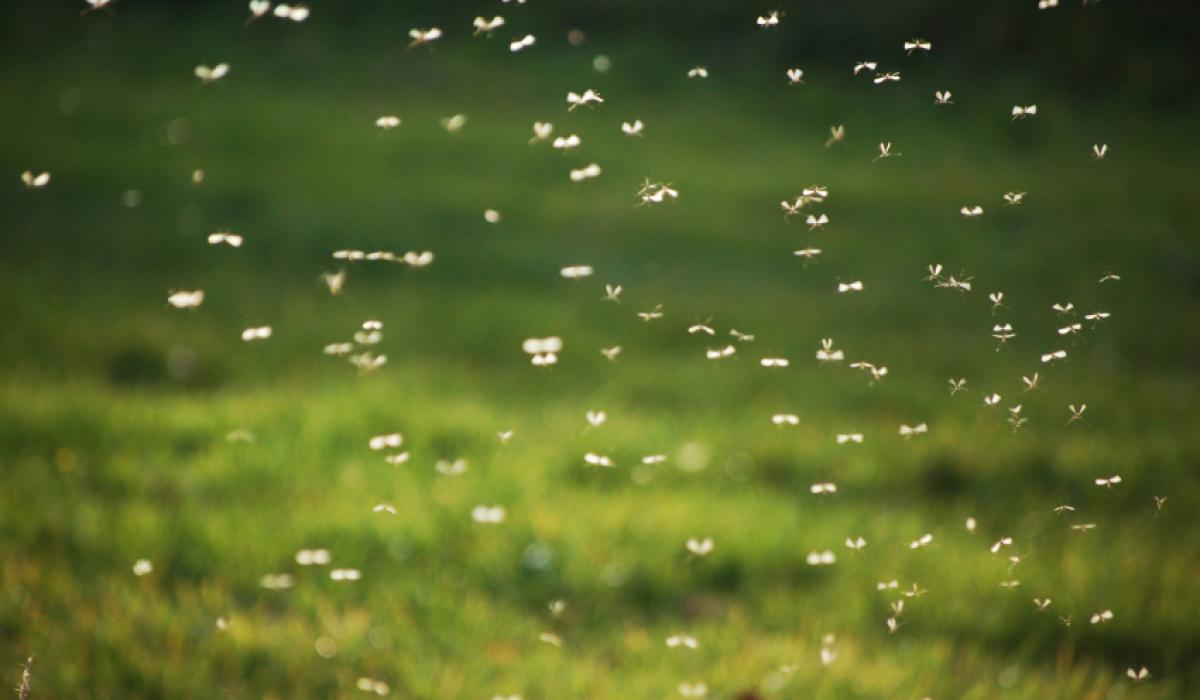 Malaria facts Malaria facts
