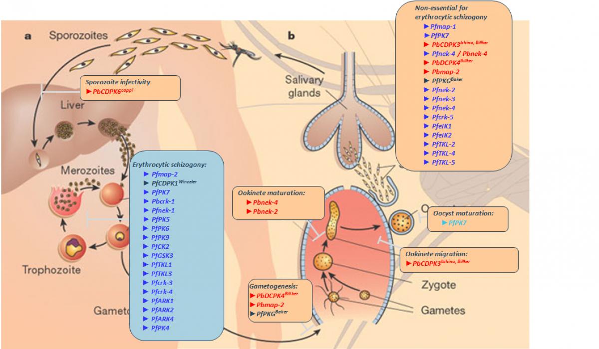 Plasmodium life cycle kinome