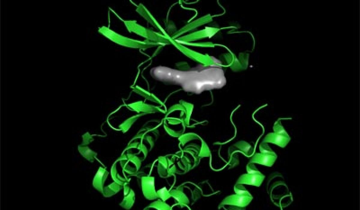 Malarial Kinase with bound ligend Malarial Kinase with bound ligend