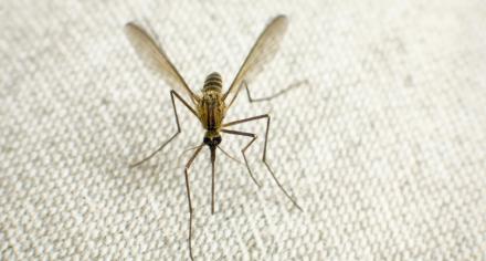 Malaria parasite requires specific human and mosquito tissues